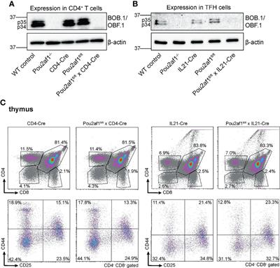 T Cell Specific BOB.1/OBF.1 Expression Promotes Germinal Center Response and T Helper Cell Differentiation